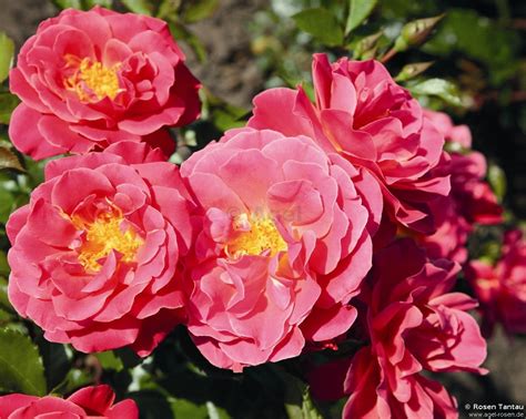 Buy Melusina ® Floribunda Rose Agel Rosen