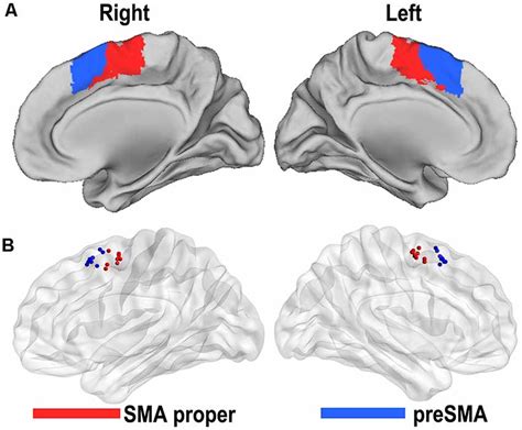 Frontiers Differential Reorganization Of Sma Subregions After Stroke