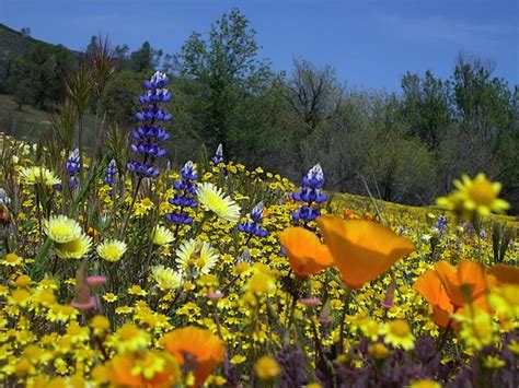 45 Texas Wildflower Wallpaper Wallpapersafari