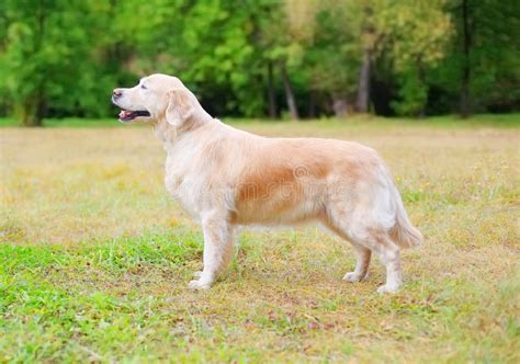 Happy Golden Retriever Dog Standing On Grass In Park Profile Side View