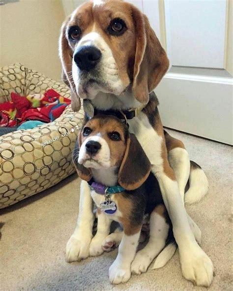 Beagle Mom And Her Mini Me Beagle Puppy Very Cute Dogs Cute Beagles