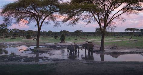 Best Time To Visit Botswana For A Safari Tourradar