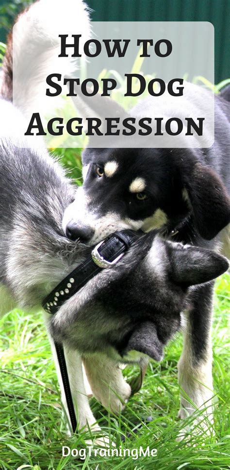 How To Stop Dog Aggression Learn How To Calm An Angry Dog With These