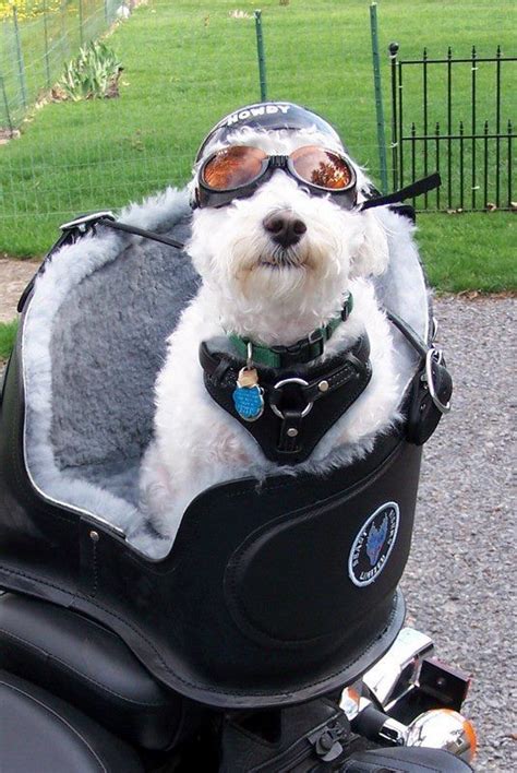 Dogs on motorcycles + join group. Taking the dog along | Biker Dogs | Pinterest | Dog ...