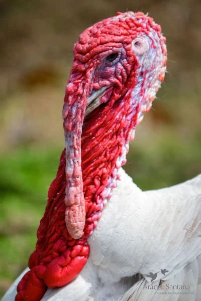 Domestic Turkey Facts Diet Habitat And Pictures On Animaliabio