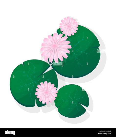 Pink Lotus Flower Or Water Lily Floating Isolated Vector Objects Over