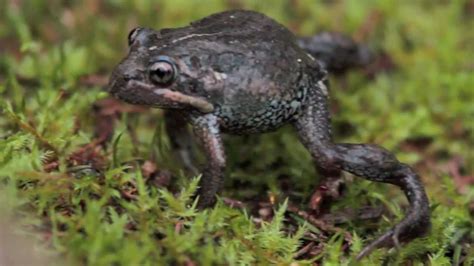 Southern Smooth Froglet Tasmania Wildlife Coastal Swamp Frog Youtube