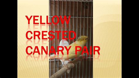 They turned ilmar into a slug in price of beauty, they turned all of lord viallis' henchmen (and viallis himself) into slugs in sarah of yellowcrest manor, they even turned the corrupted avatar of lurue into slugs in lore of lurue. Yellow Crested Canary Pair - YouTube