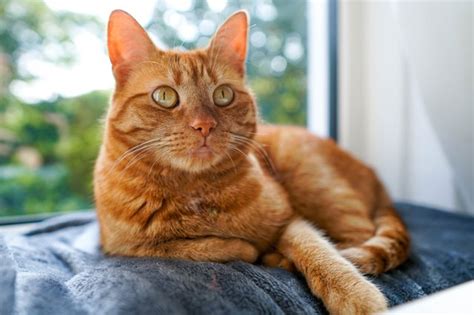 Orange Tabby Cat Behaviors Cuteness