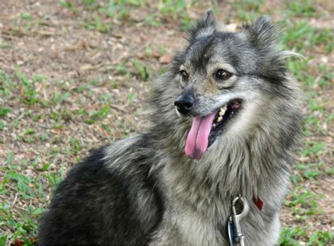 Pom Kee Pomeranian And Keeshond Mix Info Pictures Facts Traits Hepper