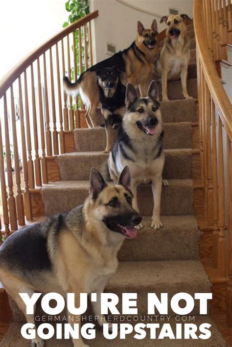 575 Best German Shepherd Memes Images On Pinterest German Shepherd