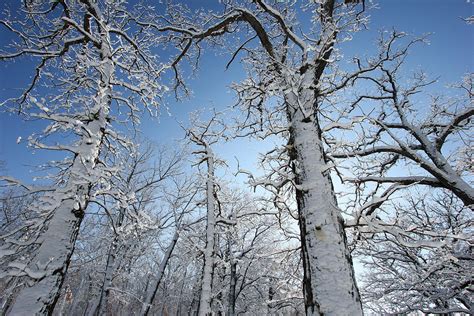 Snow And Ice Covered Trees Photograph By Jackie Novak Fine Art America