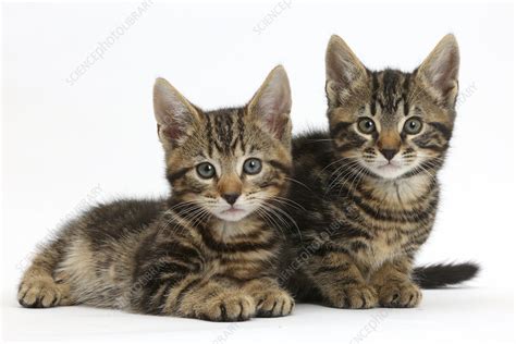 Two Tabby Kittens Stock Image F0233219 Science Photo Library