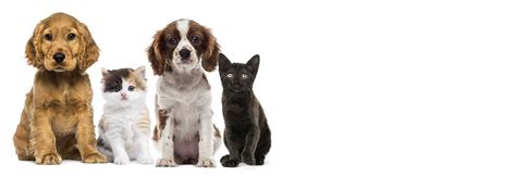 YOUR LOVABLE PET DESERVES THE BEST MEDICAL CARE! | Elderly ...