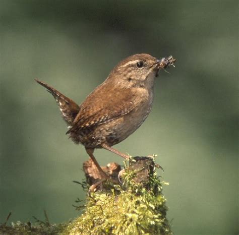 We did not find results for: Know your birdsong! Click through our quick guide to the ...