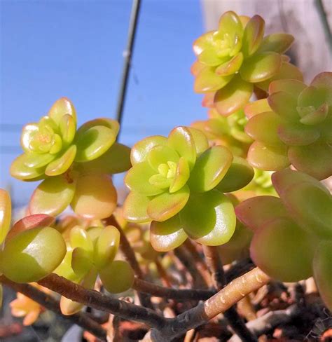Welcome to the official great home ideas channel, the destination for all your diy, food, garden, lifestyle and. Sedum kimnachii - Cactus Jungle