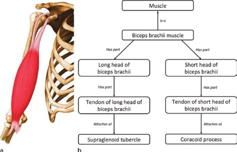 Ontologic Modeling Of The Biceps Brachii Muscle A Drawing