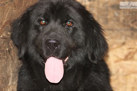 I believe in breeding to better the breed and not just to reproduce. Newfoundland puppy for sale near Port Huron, Michigan ...