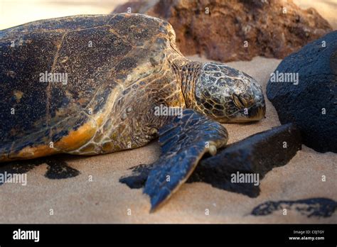 Hawksbill Turtle Laniakea Beach North Shore Oahu Hawaii Stock Photo
