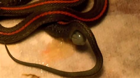 I remember reading that the reason that is may be because every. Northwestern Garter Snake Giving birth 2010 - YouTube
