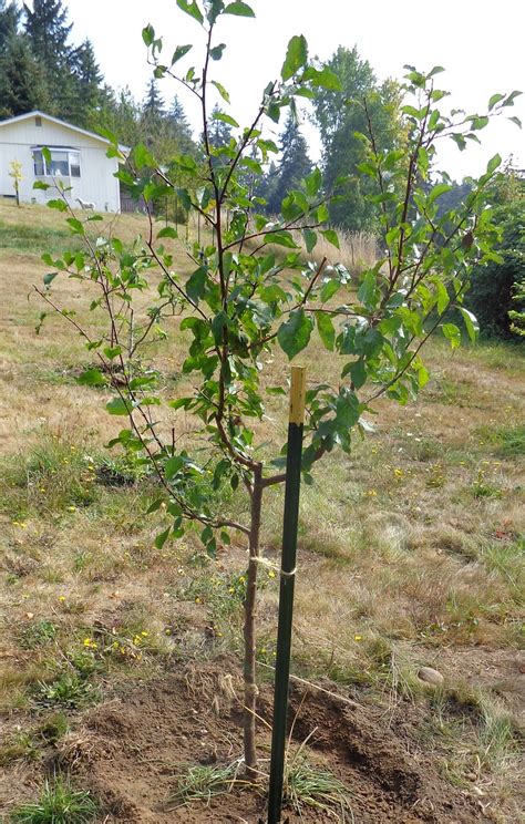 All plum trees will be available for delivery as bare root stock in spring 2019. Growing Greener in the Pacific Northwest: September 2012