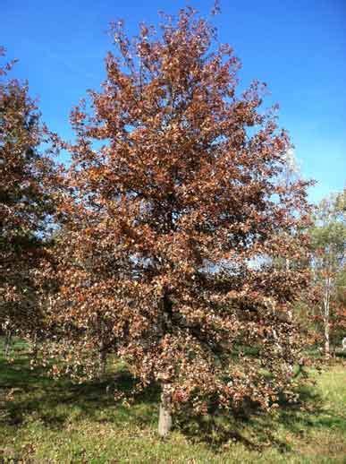 Shade Tree Pin Oak Quercus Palustris Shade Tree Farm