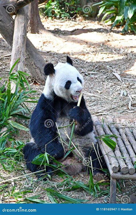 Great Panda Kai Kai At River Safari Singapore Stock Image Image Of