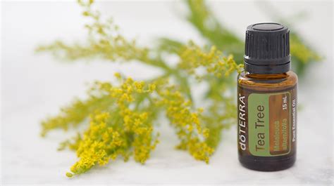 Tea Tree Essential Oil Benefits And Remedies The Organised Housewife