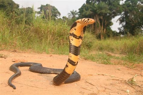 Sareptiles • View Topic Beautiful Forest Cobra From The Congo River