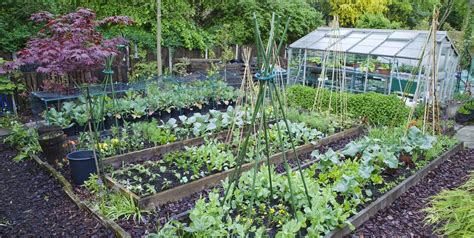 The 6 Most Cost Effective Vegetables To Grow In Your Garden