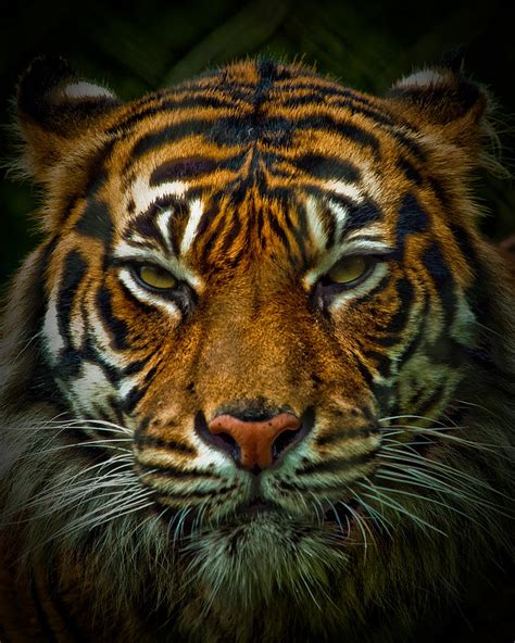 Tiger Eyes Photography