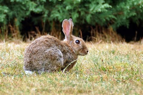 Are Rabbits Rodents Classification Explained What You Need To Know