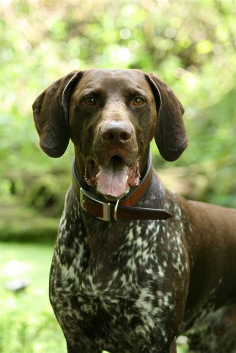 German Short Haired Pointer Portrait By Amanda J M I Love Dogs