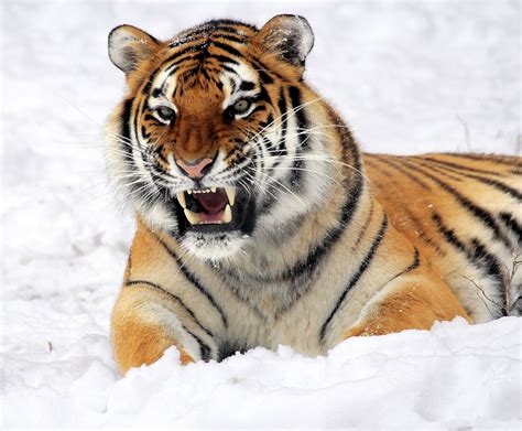 Tiger In The Snow Free Stock Photo Public Domain Pictures