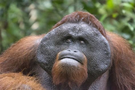 Close Up Of Male Orangutan In Borneo From Indonesia Stock Image Image