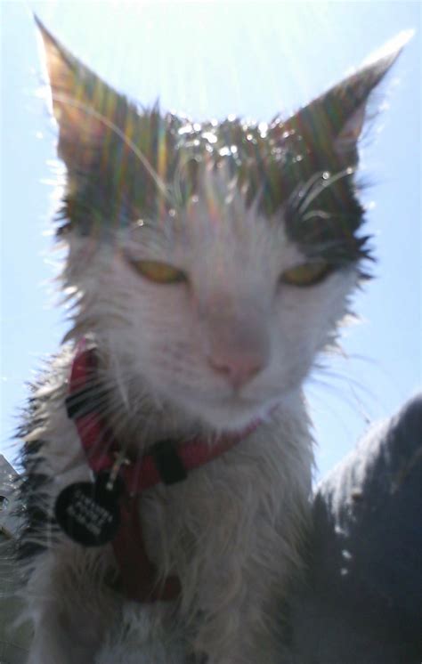 This story is set in a small, coastal italian village. Samantha's Blog | Samantha the traveling cat.