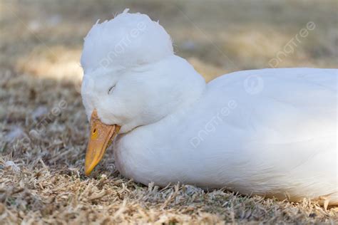 Sleepy Duck Duck Side View White Photo Background And Picture For Free