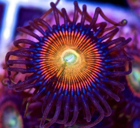 Coral Reefs Look Stunning Under Uv Light 23 Pics