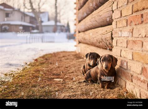 Two Dachshund Dogs Stock Photo Alamy