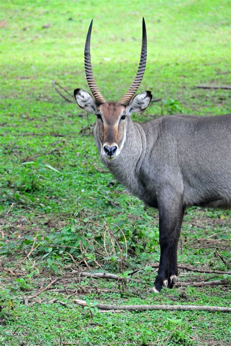 Top 10 antelope species in africaafrica has the foremost number of species of antelopes than the other continent, as results of which tourists from far and. Large Antelope Species - Animal Sake