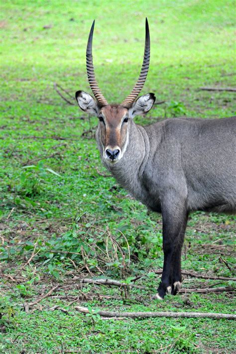 A well planned african addra gazelle animal safari from the north of kenya to the tip of. Large Antelope Species