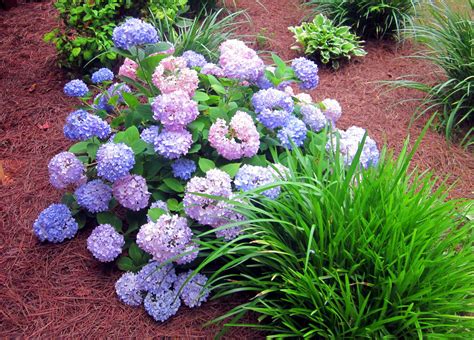 Best Low Maintenance Shrubs Or Flowers For Your Yard Shade Garden