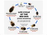 Images of Do It Yourself Bed Bug Control