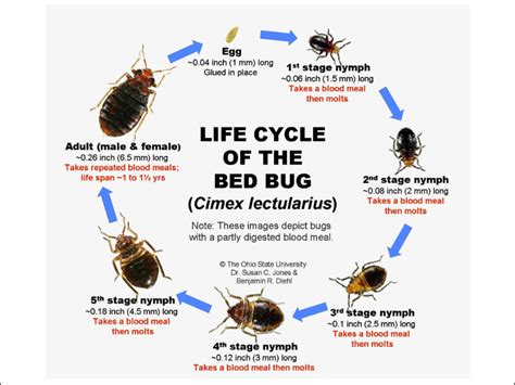 Bedbugs are active mainly at night and usually bite people while they are sleeping. BedBugs ConTrol Malaysia