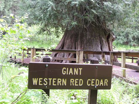 giant western red cedar tree about 3000 years old 177 feet high near elk river idaho the
