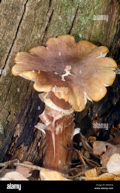 Honey Fungus Armillaria Mellea Destructive Fungus Of Trees Stock