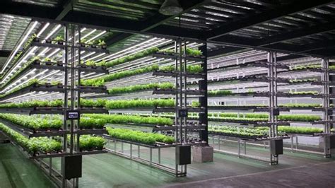 Seoul Getting Its First Ever Vertical Farm Business News The