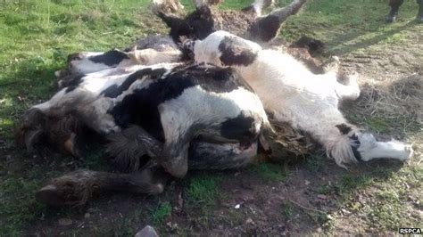 Dead Ponies Dumped Like Rubbish In East Leake Bbc News