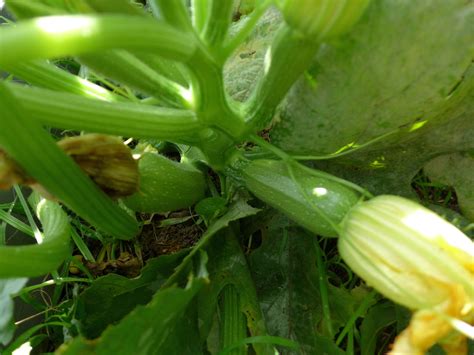 Maybe you would like to learn more about one of these? Grey Zucchini - Asia Seeds