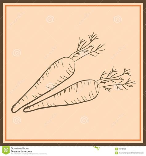 Farm Carrot Vegetable Isolated Sketch Fresh Carrot Orange